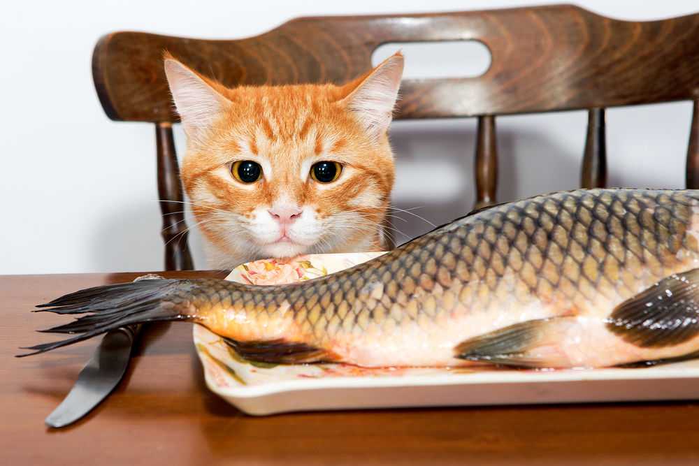Владельцы кошек, которые практически ежедневно вводят в рацион своих любимец рыбные блюда, услышав о том, что это небезопасно, часто недоумевают, почему котам нельзя рыбу
