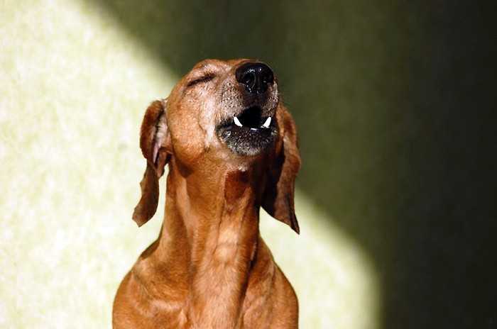 От чего воет собака: 8 причин нежелательного поведения, способы отучения животного от привычки, самые молчаливые породы собак