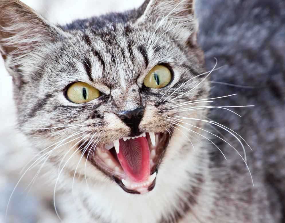 Агрессия у котов (22 фото): что делать, если кошка стала агрессивной и нападает на хозяев? основные причины, по которым кот может проявлять агрессию