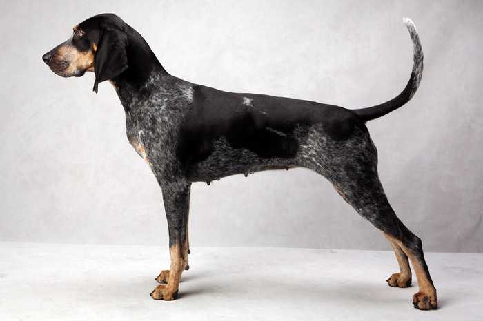 Кунхаунд (енотовая гончая): описание группы и пород собак с фото