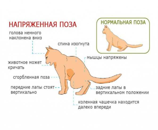 7 причин, почему кошка виляет хвостом - объяснение поведения