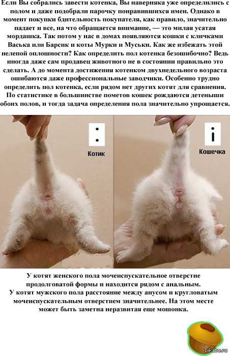 Как помочь кошке при родах