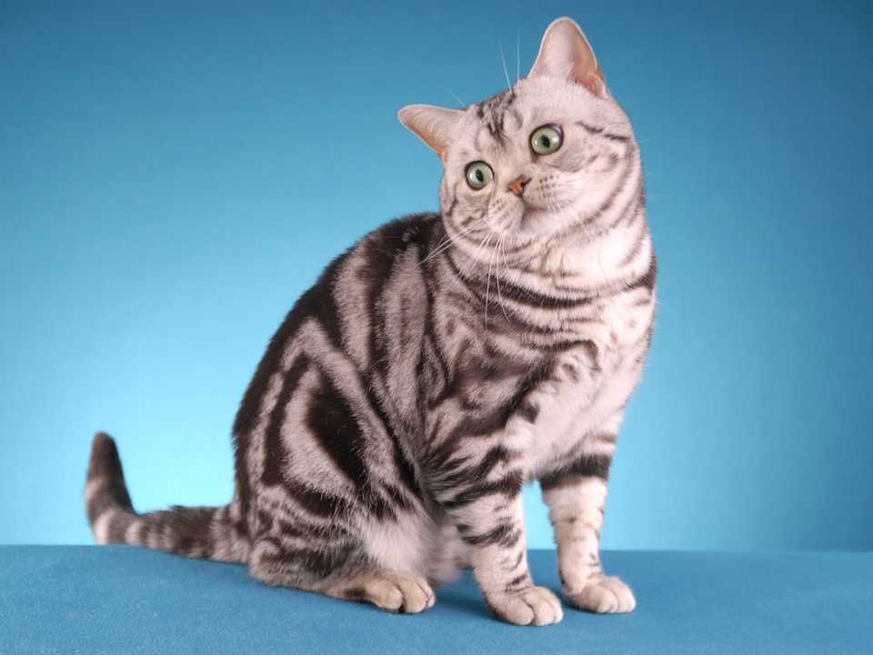 Сиамская кошка 🐈 фото, описание, характер, факты, плюсы, минусы кошки ✔