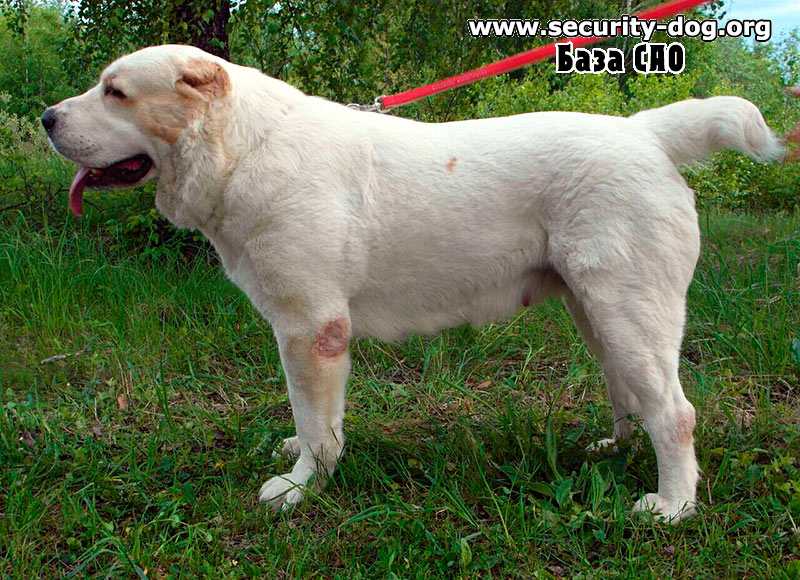 Азиатская овчарка (алабай) — стандарт породы, повадки, дрессировка, цена щенка