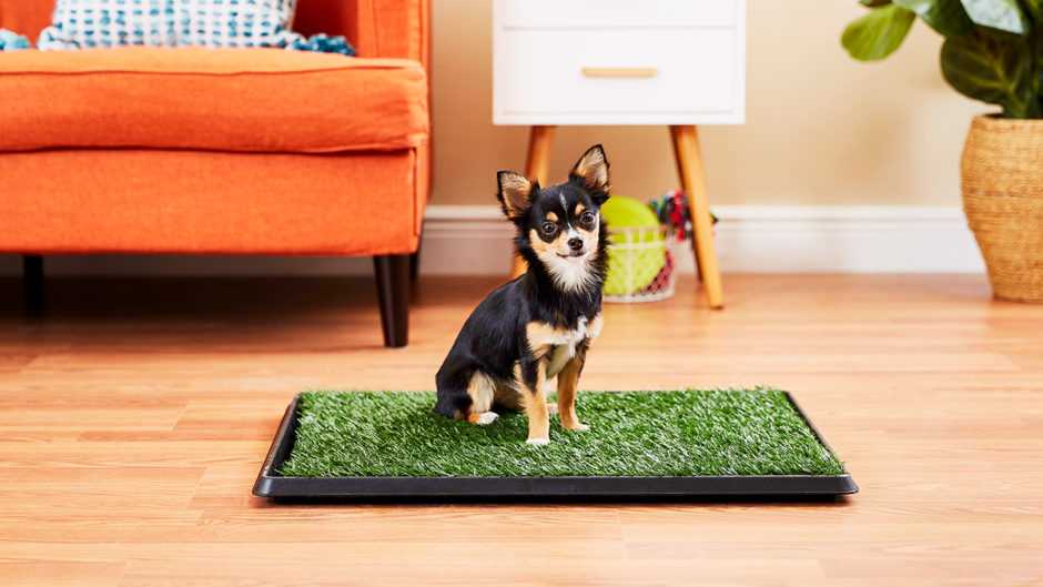 Как приучить щенка к пеленке - туалет собаки в квартире