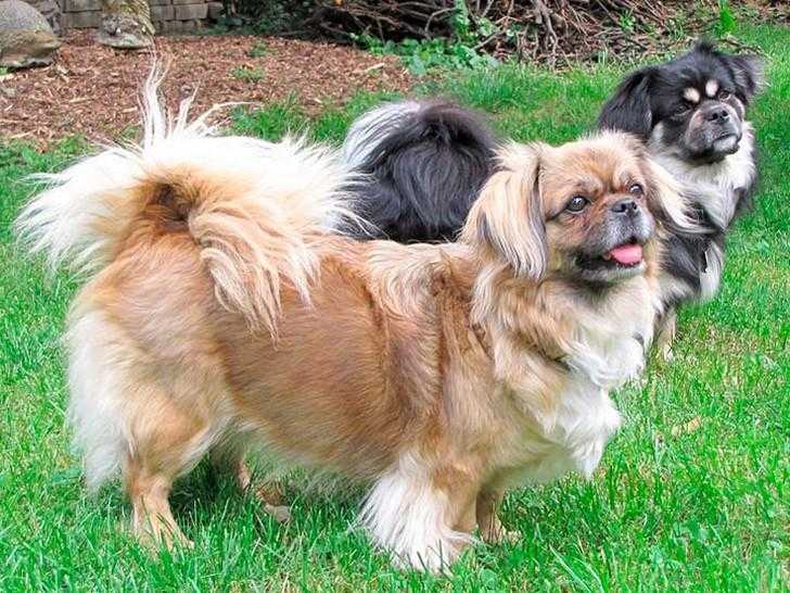 Тибетский спаниель (35 фото): описание породы тибби, стрижка собак, характер щенков