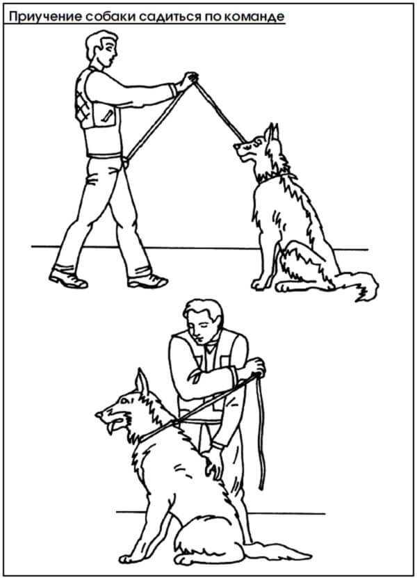 Учим собаку команде "чужой": подготовка и обучение