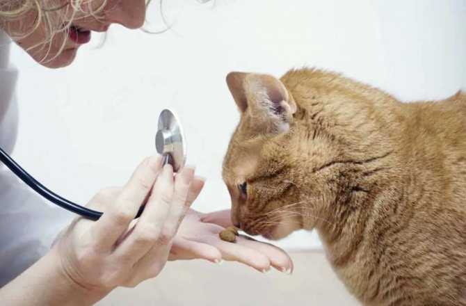 Ленточные глисты у кошек: симптомы, лечение и профилактика - уз бсснмп