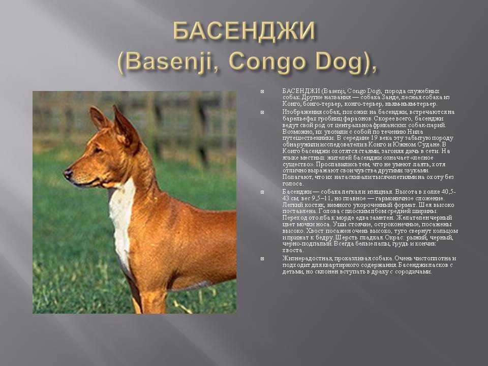 Басенджи собака - топ 120 фото с историей породы и описанием всех особенностей