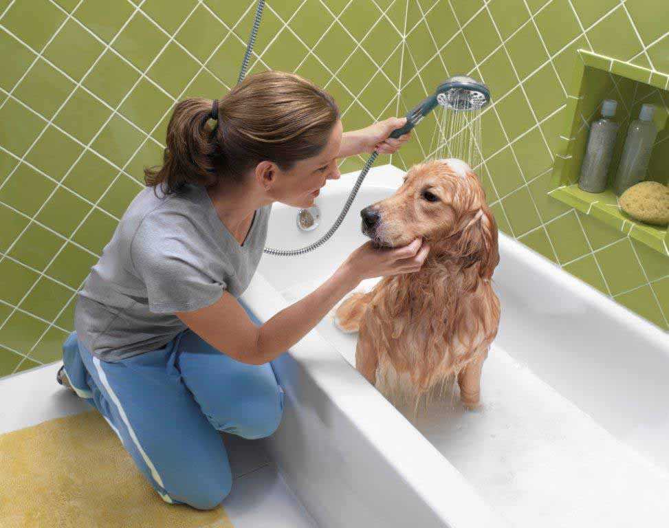 Как часто можно мыть собаку в домашних условиях и как правильно купать любимца после прогулки