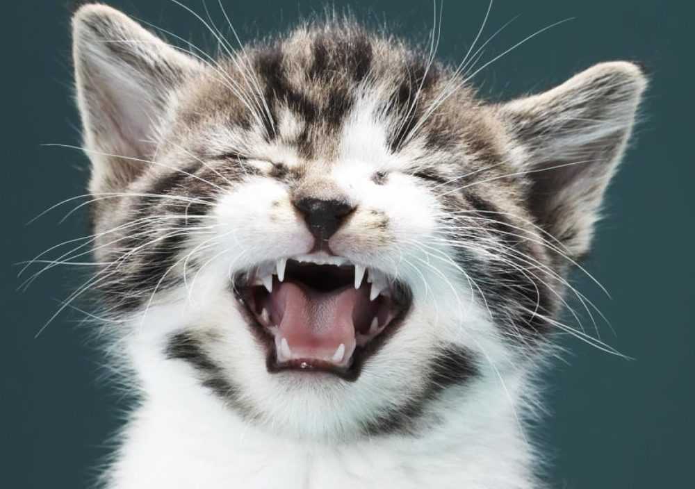 Почему кошки чихают?