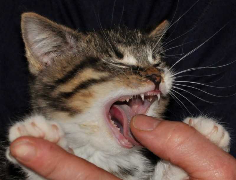 6 причин, почему кошка кусает за ноги хозяина