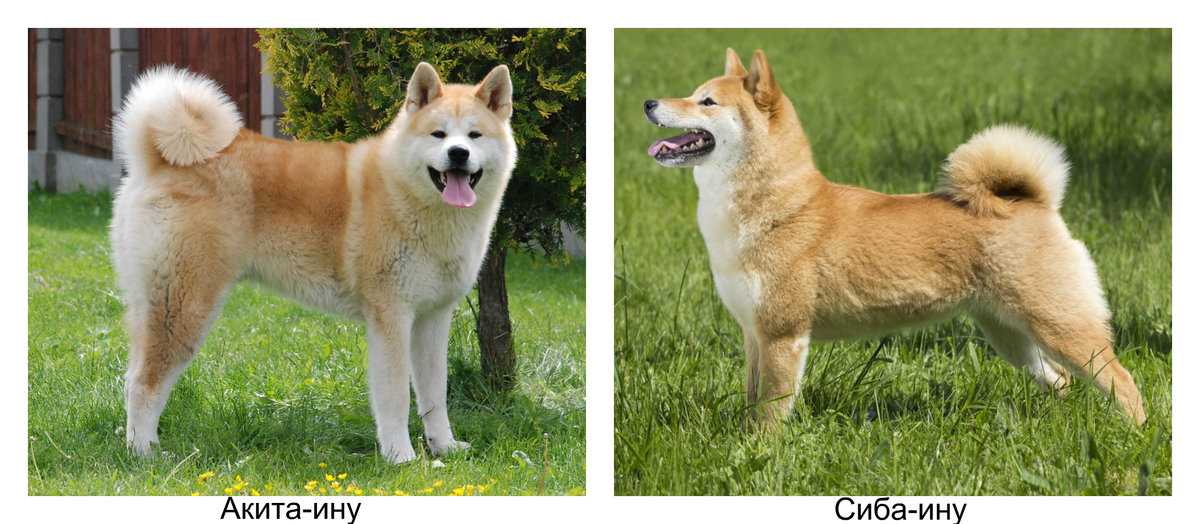 Сходство и отличия акита-ину и сиба-ину. описание собак и мнение заводчиков