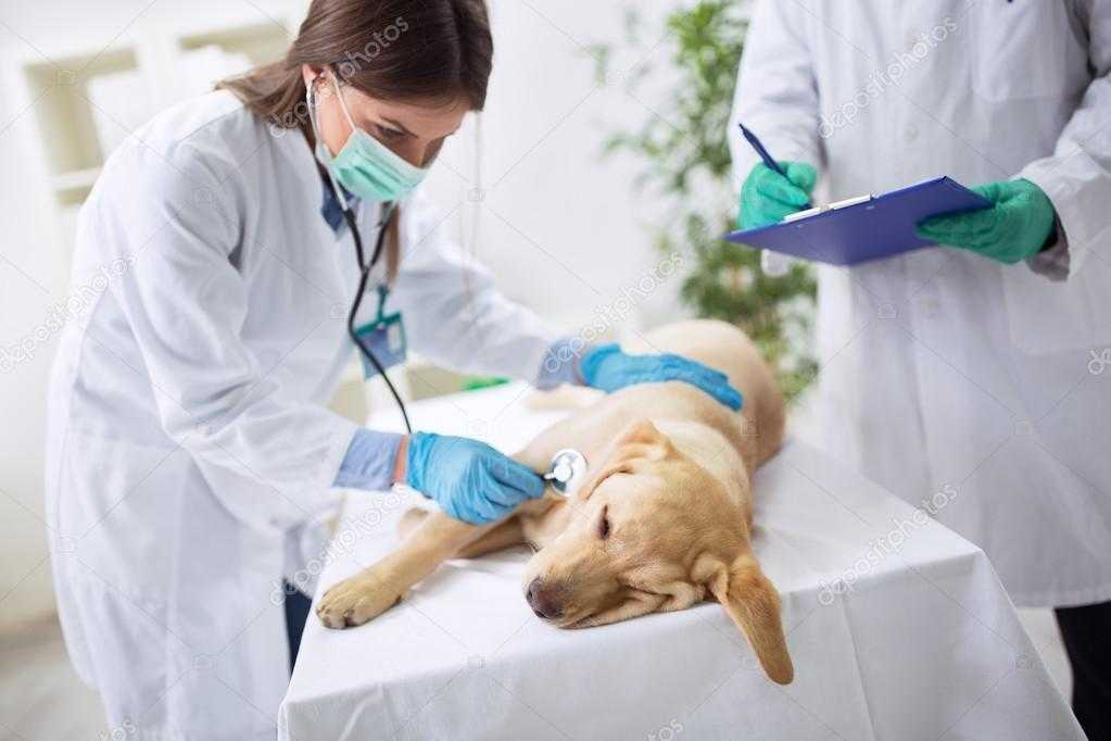Бывает ли течка у стерилизованных собак