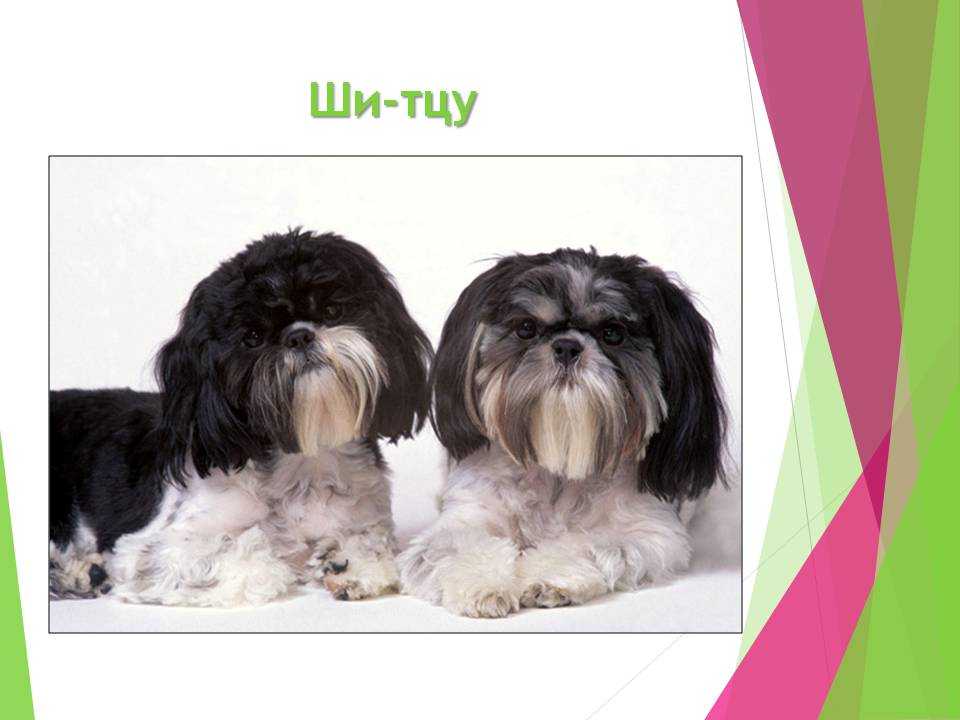 Ши-тцу — собака и… хризантема | породы собак | povodok.by - журнал о собаках