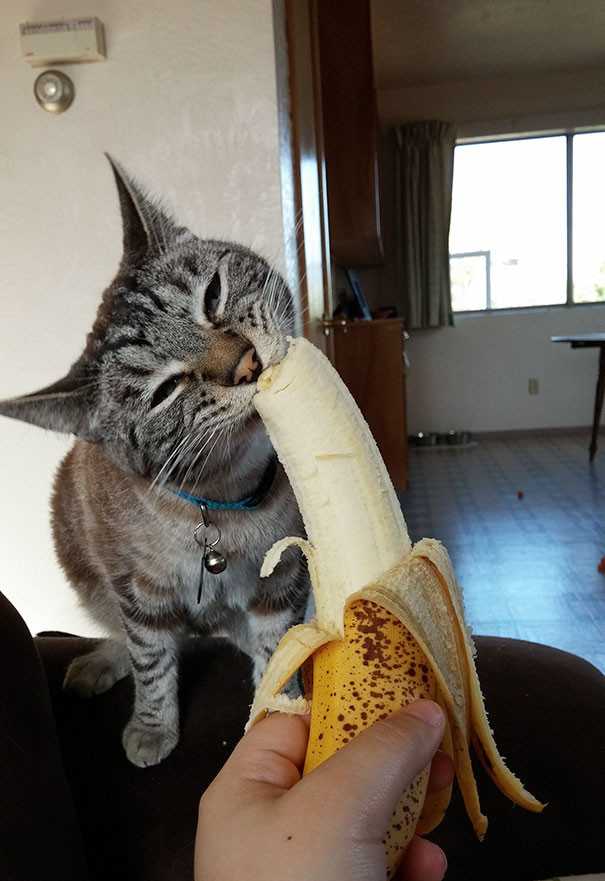 Можно ли кошкам давать банан