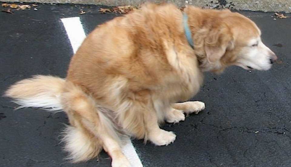 Почему собака ездит по полу на попе? причины | агрегатор новостей