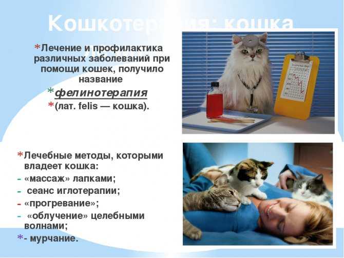 Взаимоотношения кошек - миркошек.рф