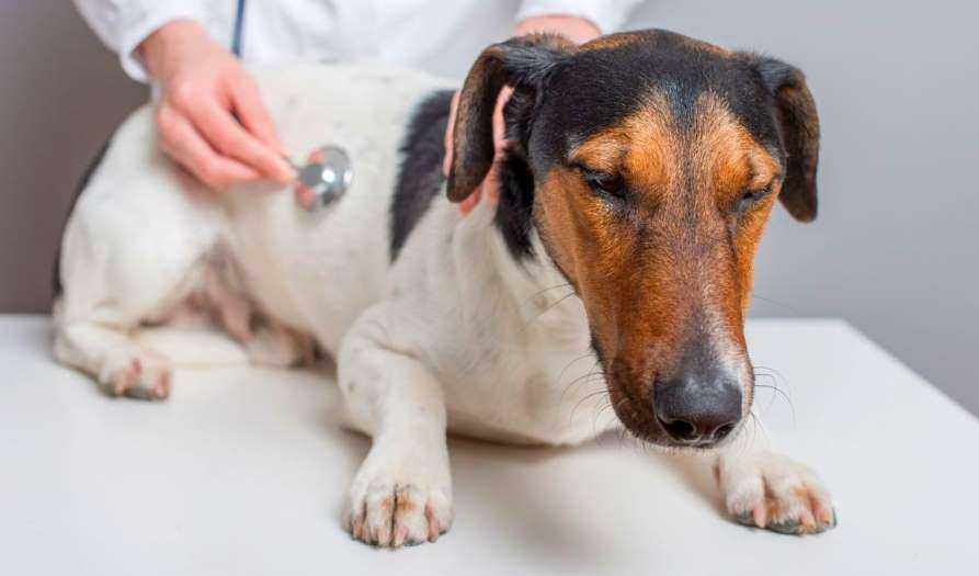 7 причин сердечной недостаточности у собак (причины, механизм развития, классификация стадий, диагностика и лечение)