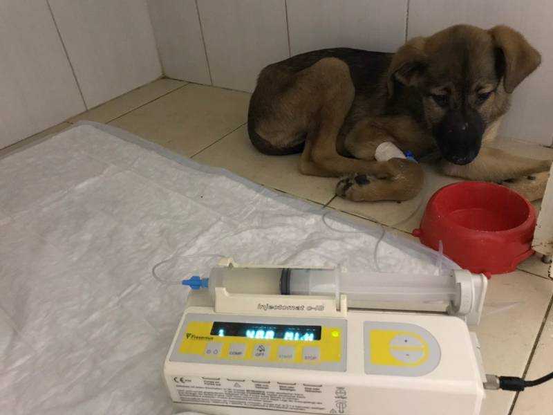 Эпулис у собак - диагностика, хирургическое лечение эпулиса у собак в москве. ветеринарная клиника "зоостатус"