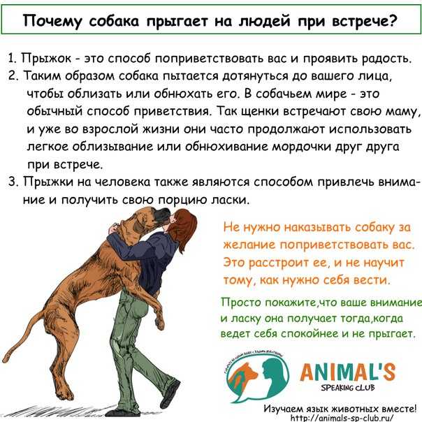 Что делать, если собака всего боится | dogkind.ru