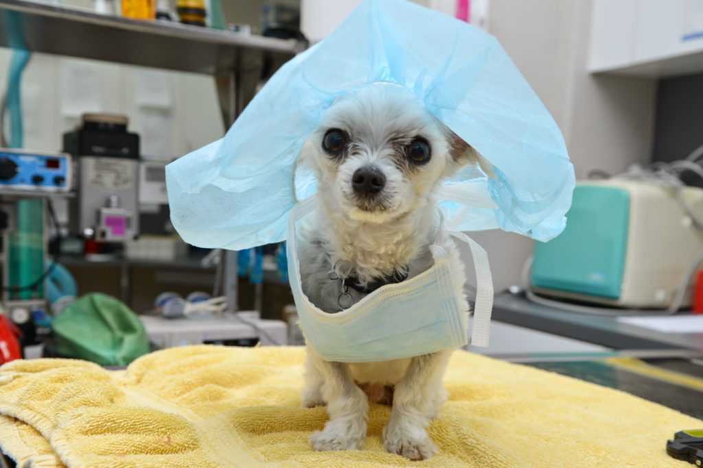 Бывает ли течка у стерилизованных собак: вероятность эструса после операции, различие понятий кастрация и стерилизация, как прекратить течку навсегда