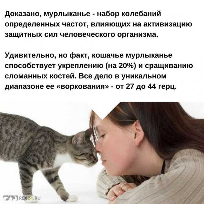 Почему кот не любит когда его гладят?