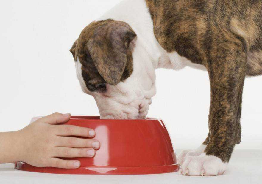 Собака перестала есть сухой корм: причины и что делать владельцу