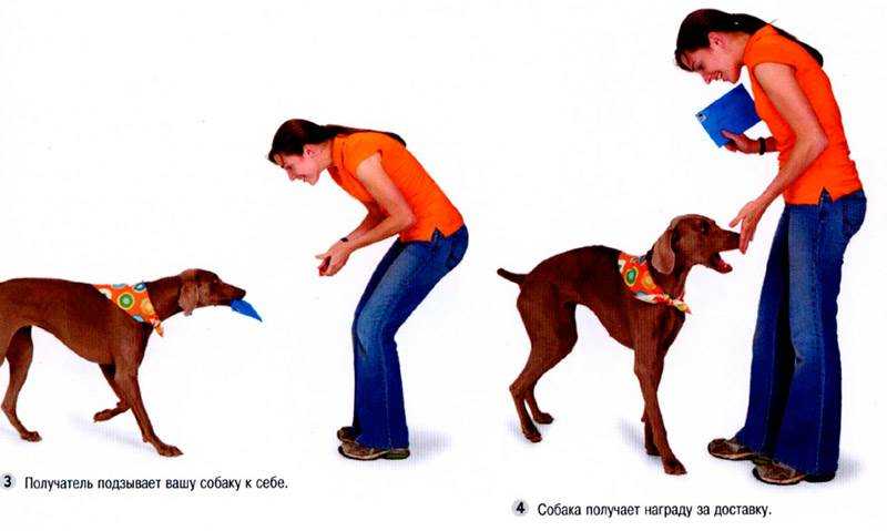 Учим собаку приносить палку в 3 простых этапа