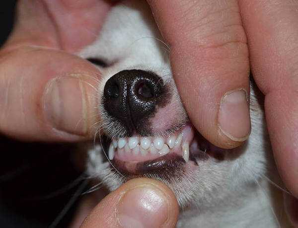 Болезни зубов — кариес, стоматит и пародонтоз у собак