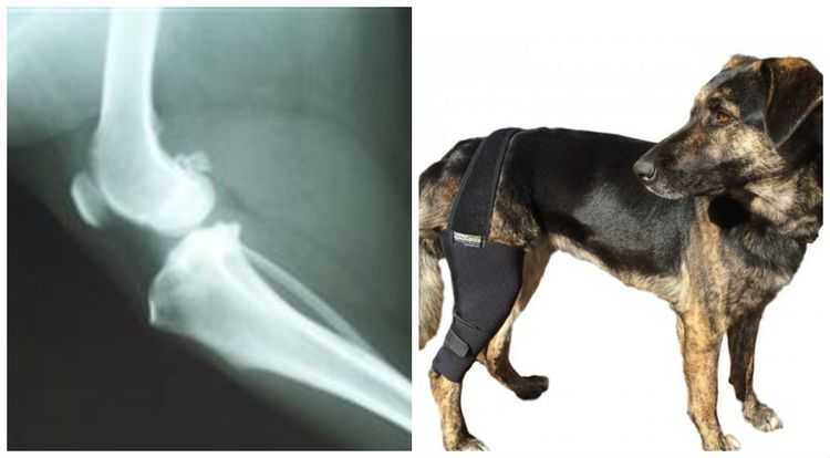 Синдром вобблера у собак (спондимиелопатия) - симптомы и лечение в москве. ветеринарная клиника "зоостатус"