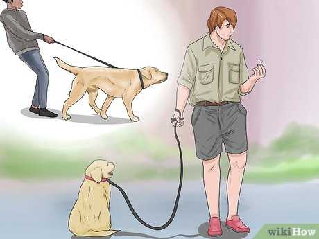 Как приучить собаку к поводку и ошейнику