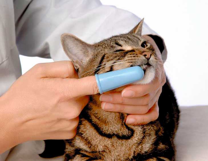 Кошки, как правильно чистить уши кошке