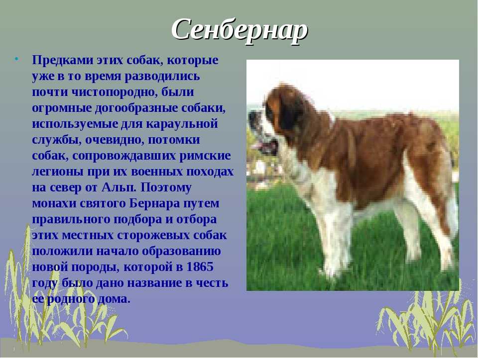 Сенбернар собака – характеристика породы