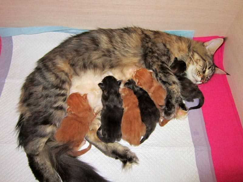 Сколько максимум котят может родить кошка
