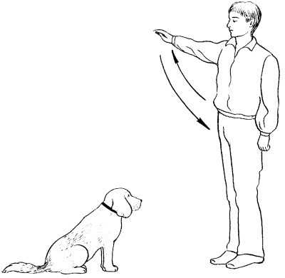 Как научить собаку команде место