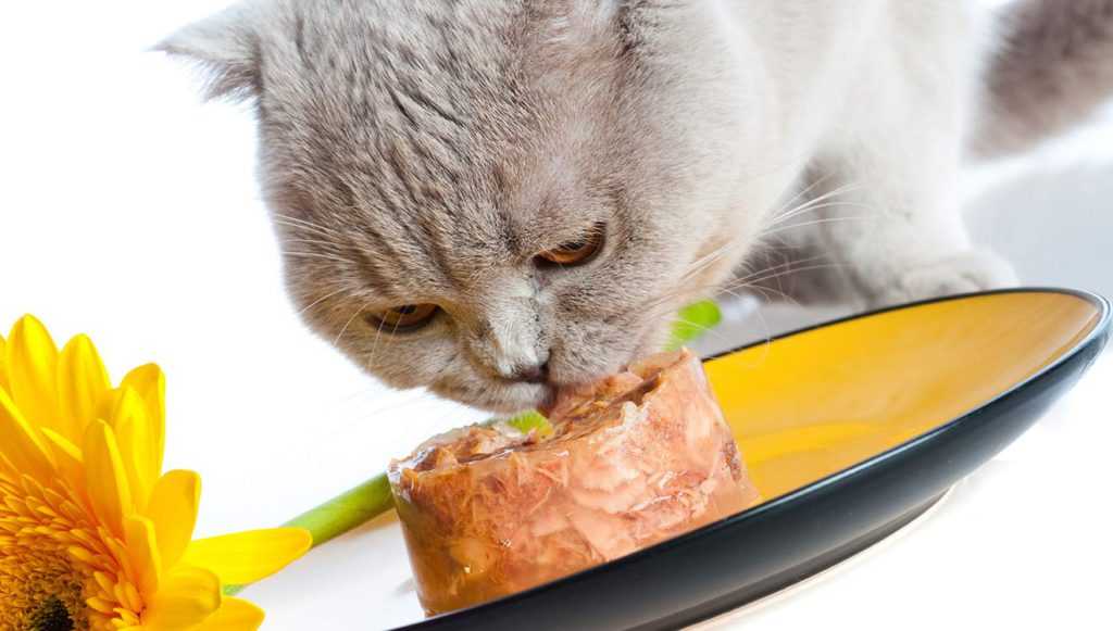 Как и чем кормить кастрированного кота?