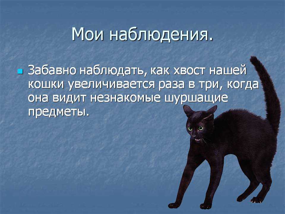 8 причин почему у кота облезает хвост - симптомы, лечение и профилактика - kotiko.ru