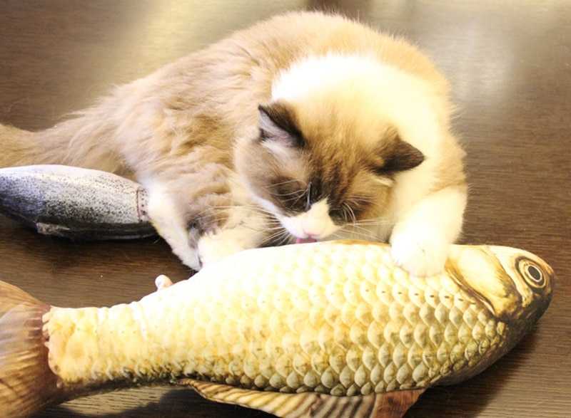 Можно ли кормить кошку сырой морской рыбой