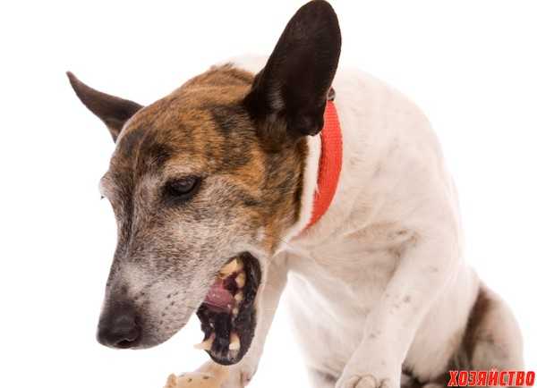 Кашель  собак: виды, причины, признаки, способы лечения и профилактика