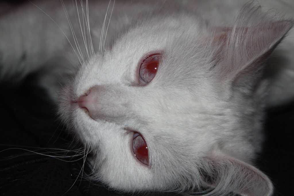 Что делать если у кошки слезятся глаза ?