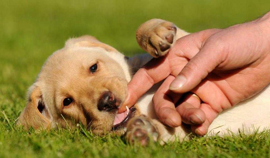 Как отучить щенка кусаться? 23 фото что делать, если собака хватает хозяина за руки и ноги? как успокоить щенка, если он бесится?