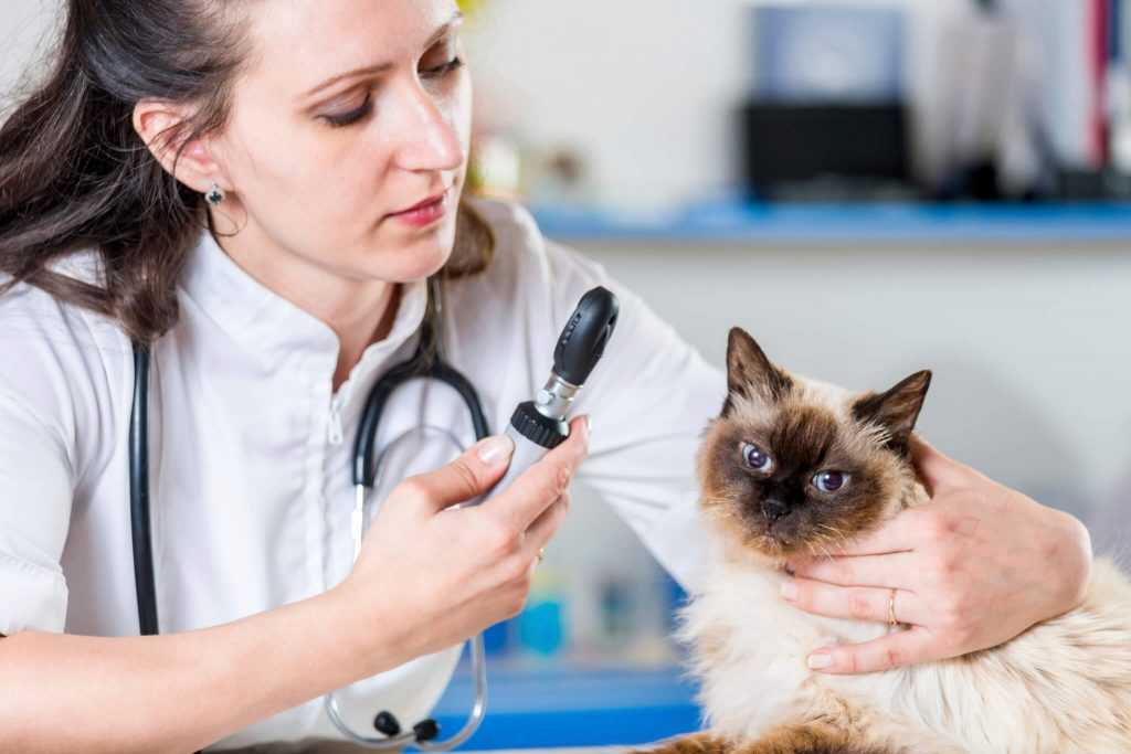 Обследование кошек. Ветеринар осматривает. Ветеринар с кошкой. Ветклиника кошки. Ветеринар осматривает кошку.