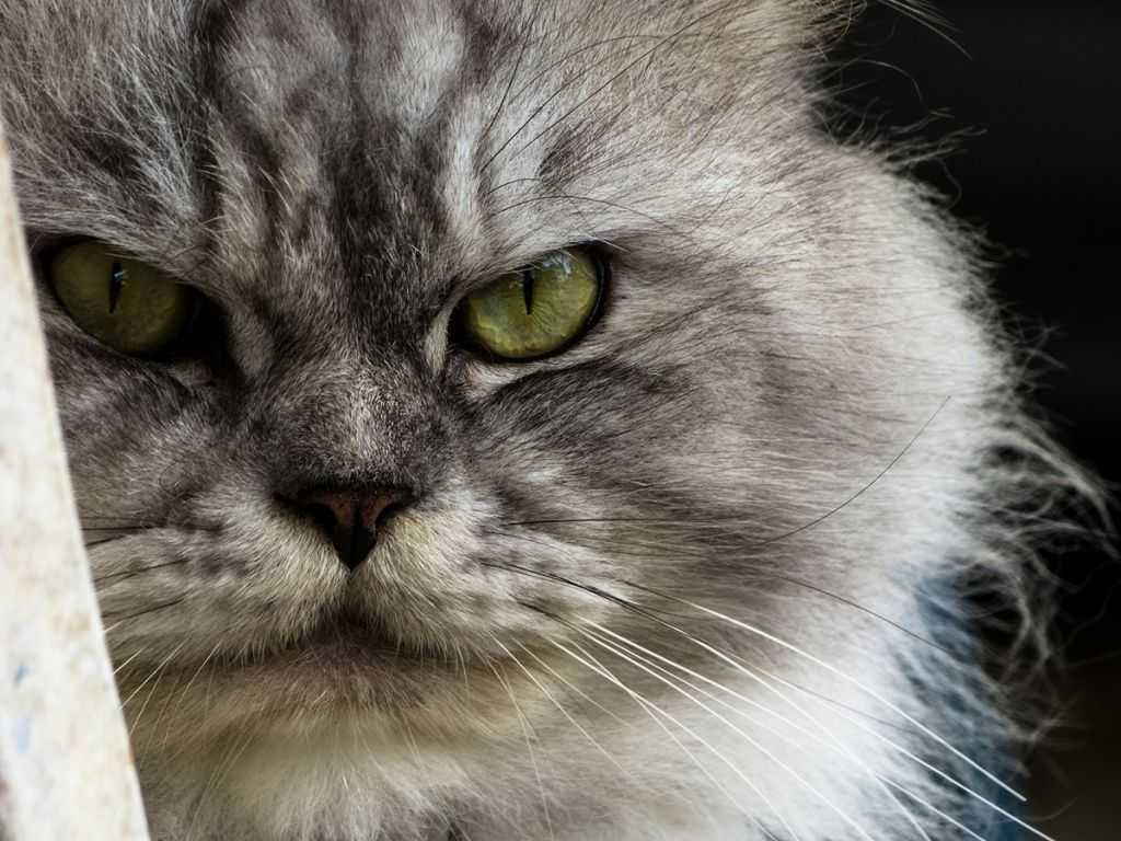 Кошки с приплюснутой мордой: описание пород котов с большими глазами и плоской мордой
