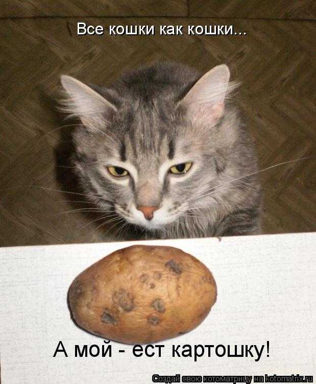 Можно котят кормить картошкой или нет