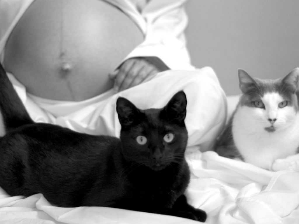 Чувствует ли кот беременность хозяйки