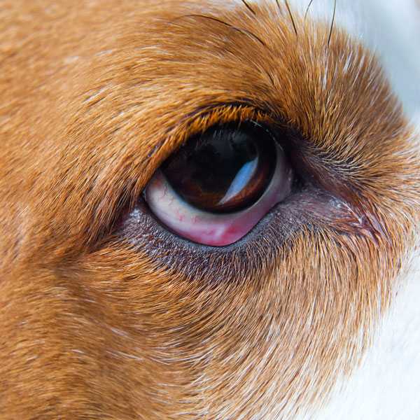 Гноятся глаза у щенка, у собаки? покраснел глаз у собаки? лечение конъюнктивита
