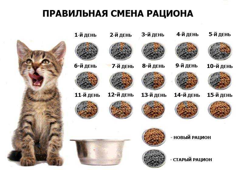 Чем кормить кормящую кошку – правильное питание, рекомендации