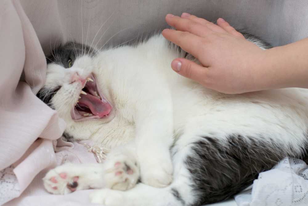Почему кошка кусается, когда ее гладишь: 21 причина, советы