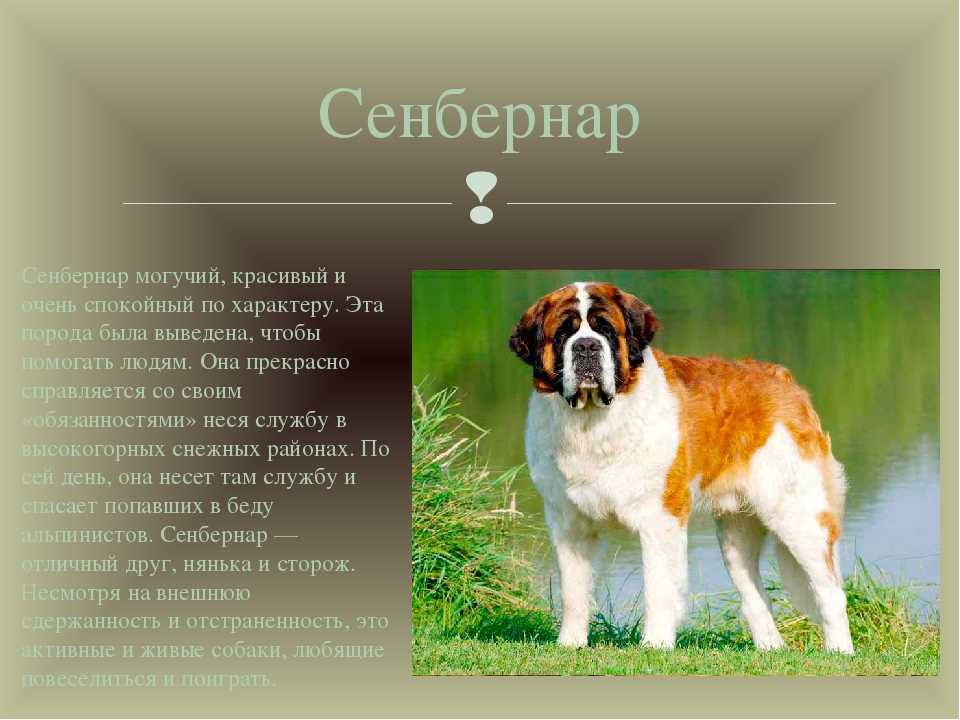 Сенбернар 🐶 фото, описание, характер, факты, плюсы, минусы собаки ✔